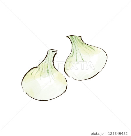 新玉ねぎ 玉葱 水彩画 野菜の写真素材 - PIXTA