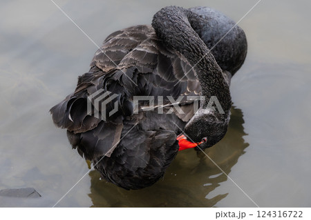 黒鳥 水鳥 鳥 ブラックスワンの写真素材 - PIXTA