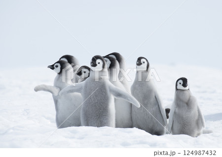 皇帝ペンギン ペンギン 赤ちゃん ヒナの写真素材 - PIXTA