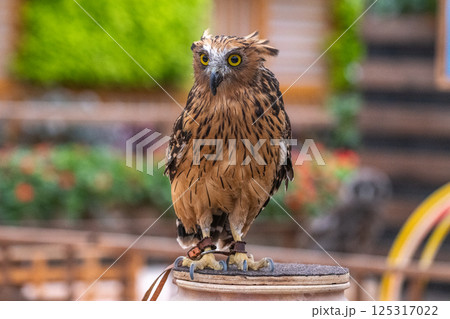 イケメン フクロウ 梟 ミミズクの写真素材 - PIXTA