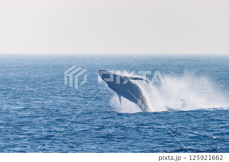 鯨 空飛ぶ クジラ くじらの写真素材 - PIXTA