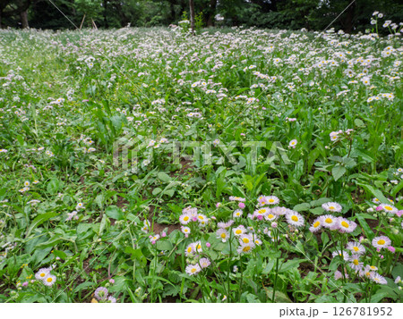 貧乏草 雑草 花の写真素材 - PIXTA
