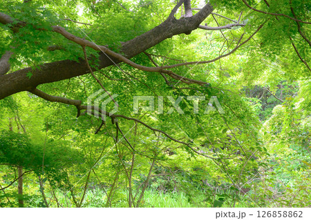 爽やかな新緑の森のイメージ