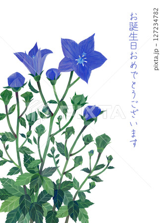 桔梗 植物 花 水彩画のイラスト素材 - PIXTA