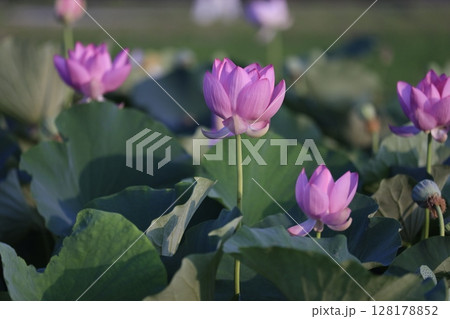 ハスの花風景の写真素材 - PIXTA