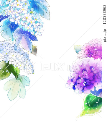 柏葉紫陽花　水彩画 ホット商品 お隣のカシワバアジサイ : 水彩画Misako花のパレット