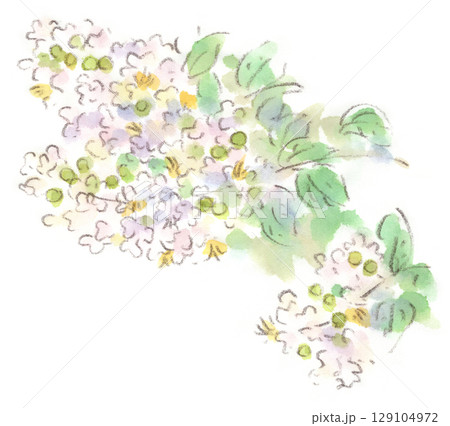 百日紅のイラスト素材 - PIXTA