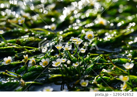 梅花藻の花の写真素材 - PIXTA