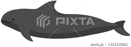 ゴンドウクジラの写真素材 - PIXTA