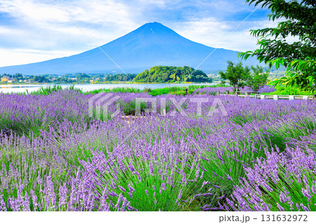 ラベンダー ラベンダー畑 風景 紫の写真素材 - PIXTA