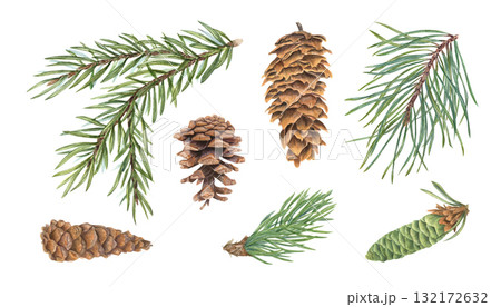 まつぼっくり 松かさ 松ぼっくり 水彩画のイラスト素材 - PIXTA