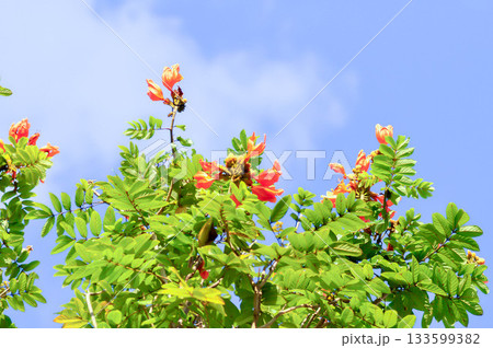 火炎樹 花の写真素材 - PIXTA