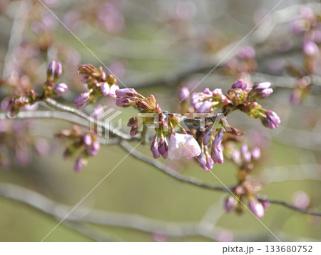 山桜のつぼみ 山桜 蕾 桜の写真素材 - PIXTA