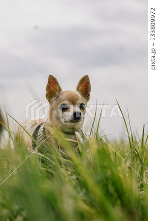 チワワ 草原 動物 犬の写真素材 - PIXTA
