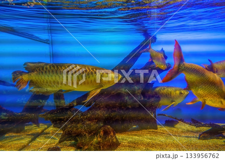 魚 アロワナ 金色 熱帯魚の写真素材 - PIXTA