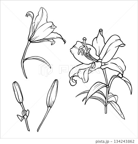 花 スケッチ 写生 ユリのイラスト素材 - PIXTA