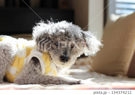 トイプードル 犬 寝るの写真素材 - PIXTA