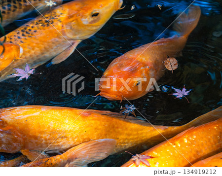 鯉 コイ 魚類 オレンジ色の写真素材 - PIXTA