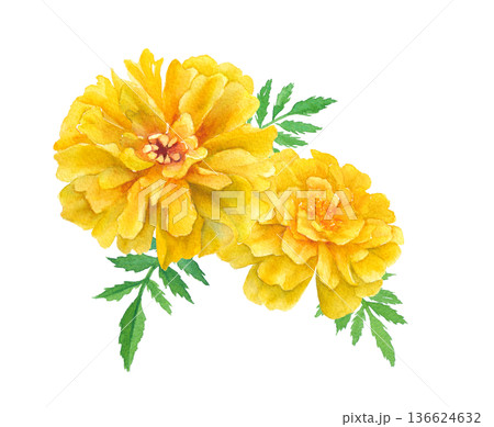 マリーゴールド 水彩 花 植物のイラスト素材 - PIXTA
