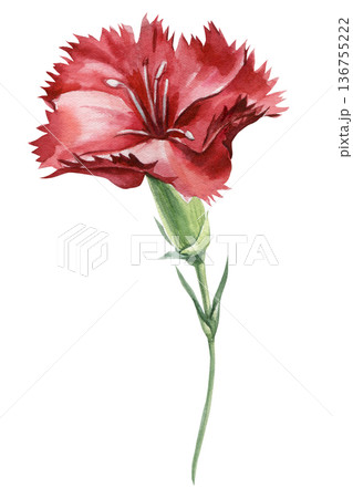 なでしこ 水彩画 花 手描きの写真素材 - PIXTA