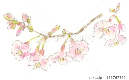 河津桜 水彩 桜のイラスト素材 - PIXTA