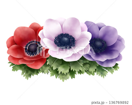 アネモネ 花 水彩画 水彩のイラスト素材 - PIXTA