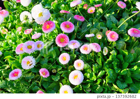 花 デイジー ヒナギク ひなぎくの写真素材 - PIXTA