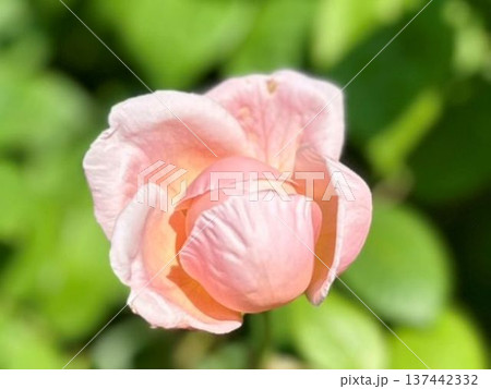 ピンクのバラ つぼみと開花 開花前のピンクのバラのつぼみ。庭の花の写真素材・画像素材 Image