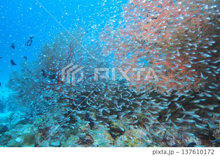 リュウキュウイソバナの写真素材 - PIXTA
