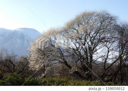 山のコブシの写真素材 - PIXTA