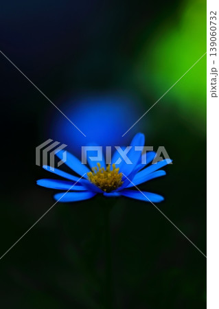 ブルーデイジーの写真素材 - PIXTA