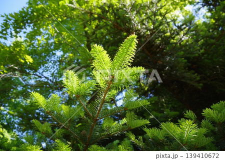 もみの木の新芽の写真素材 - PIXTA