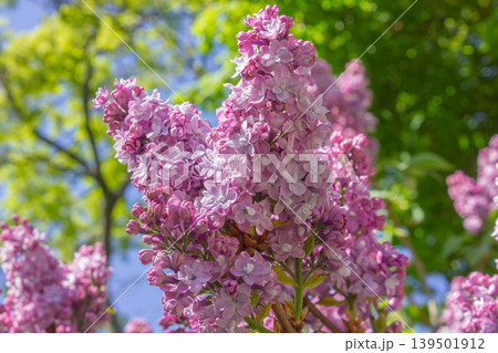 ライラック 花 開花 紫丁香花の写真素材 - PIXTA
