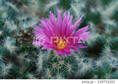 サボテン 花 ピンクの花 とげとげの写真素材 - PIXTA