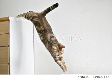 飛び跳ねる 動物の写真素材 - PIXTA