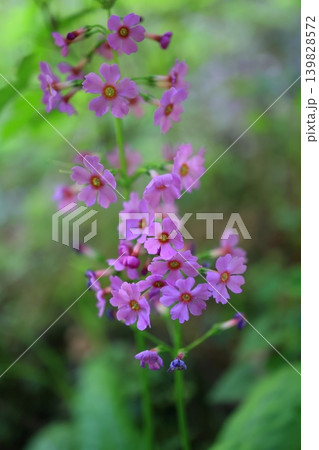 九輪草の写真素材 - PIXTA