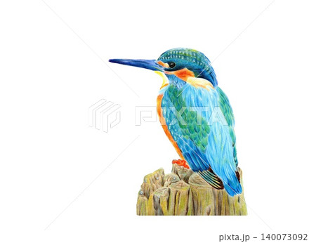 水辺 鳥 カワセミのイラスト素材 - PIXTA