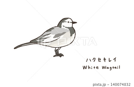 ハクセキレイ 飛ぶ 小鳥 野鳥のイラスト素材 - PIXTA