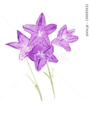 キキョウ 花 水彩画 水彩のイラスト素材 - PIXTA