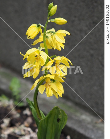 エビネ 黄色 蘭 花の写真素材 - PIXTA