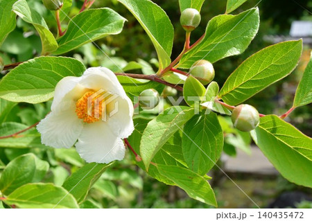 沙羅双樹の花の色の写真素材 - PIXTA