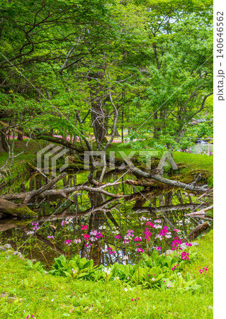 九輪草の写真素材 - PIXTA