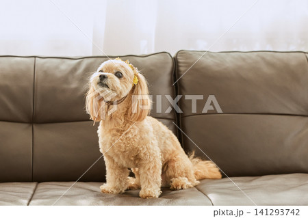 犬 トイプードル 見上げる お座りの写真素材 - PIXTA