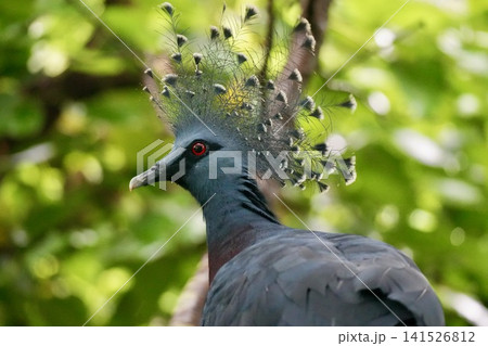 カンムリバト 鳩の写真素材 - PIXTA