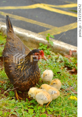 ニワトリ 鳥 ハワイ オアフの写真素材 - PIXTA