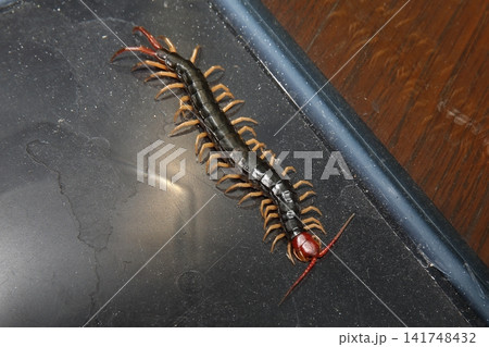 むかでページ 2ページ目 | ムカデの画像素材(6,048点以上の高品質な写真・イラスト