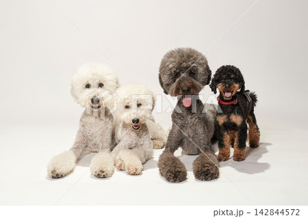 犬 トイプードル 座る おすわりの写真素材 - PIXTA